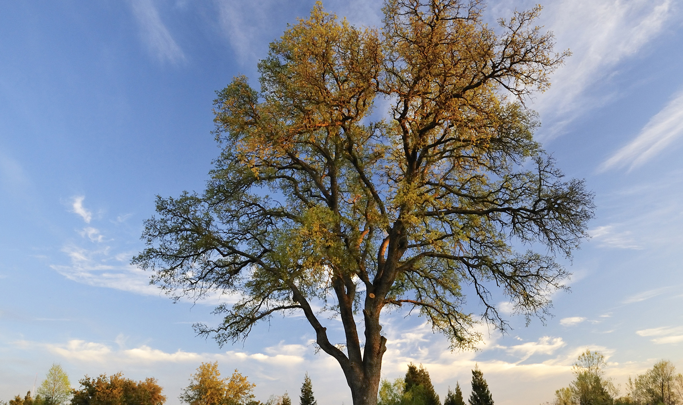 Oak Tree Image